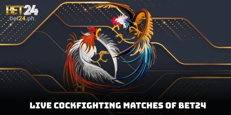 Live cockfighting matches of BET24